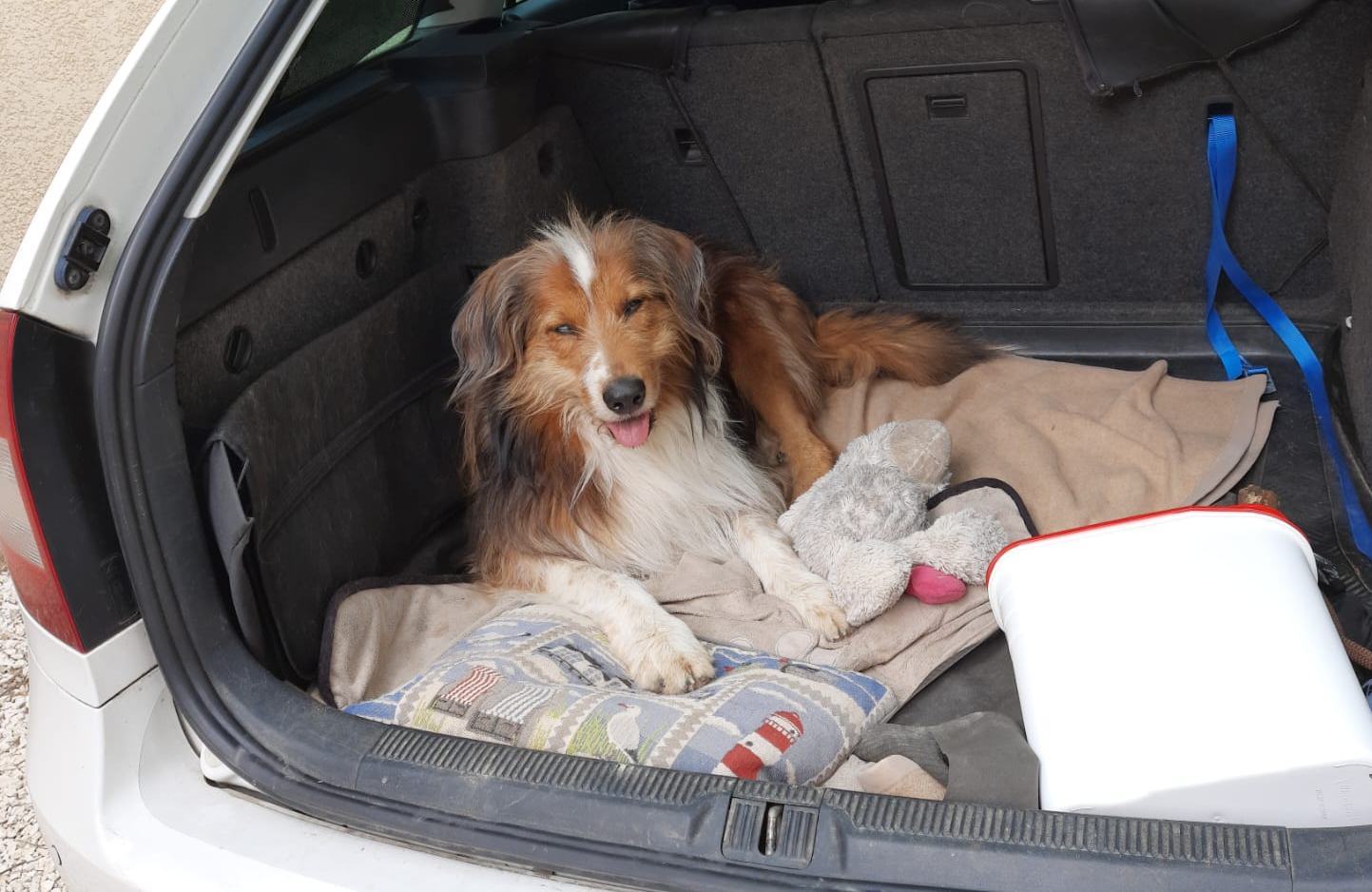 Balin Chewy von der Straubenhalde
